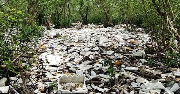 Rừng ngập mặn ven biển Hải Phòng bị phủ kín bởi rác thải