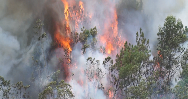 Đà Nẵng: Một khu rừng bốc cháy dữ dội