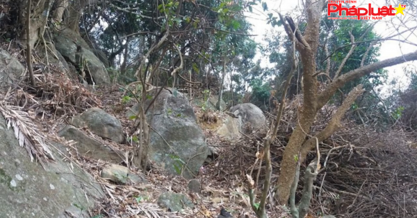Đà Nẵng: Dân kêu trời vì bị “giao nhầm” rừng già không thể sản xuất