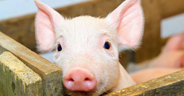 Tim lợn có thể dùng để cấy ghép cho người?