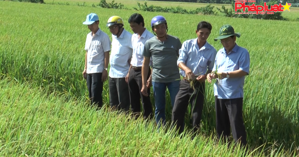 Mô hình vi sinh trong sản xuất lúa gạo: Hướng đi mới cho nông nghiệp sạch ở huyện Hòa Bình