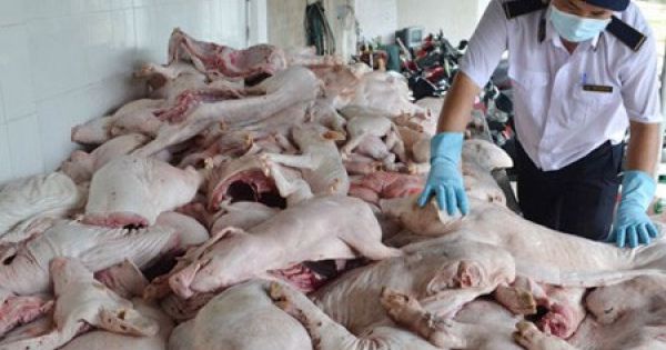 Quảng Trị: Bắt giữ 1,2 tấn “lợn sữa” đông lạnh không rõ nguồn gốc