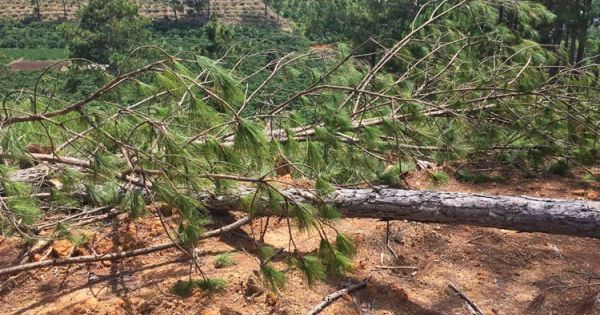 UBND tỉnh Lâm Đồng chỉ đạo điều tra vụ “cạo trọc” rừng thông lấy đất sản xuất