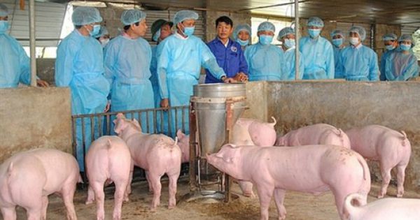 Cà Mau: Đã chi 40 tỉ đồng hỗ trợ phòng chống dịch tả lợn châu Phi