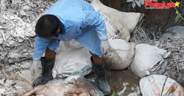Hàng chục con heo chết vứt đầu nguồn sông Lam