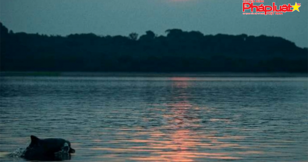 Ô nhiễm thủy ngân đe dọa cá heo sông Amazon