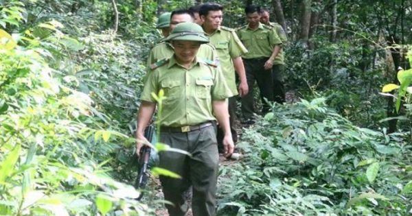Cán bộ bảo vệ rừng ở Thừa Thiên - Huế bị tấn công ngay trụ sở