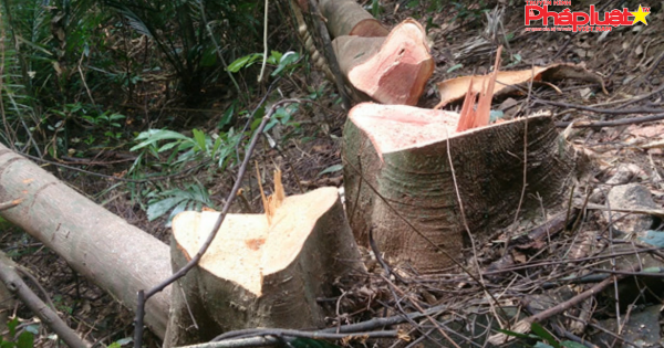 Mất rừng, lãnh đạo Hạt Kiểm lâm tại Đakrông bị kỷ luật