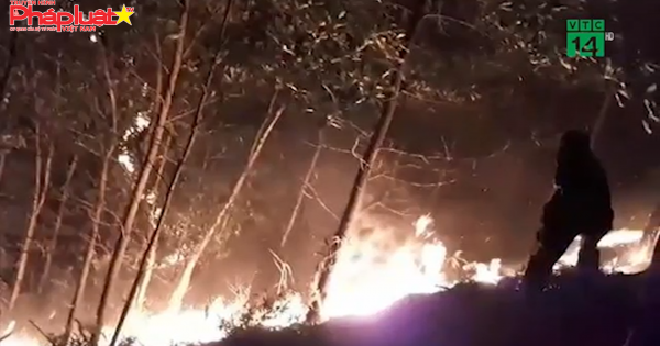 Bị khởi tố vì vô tình gây cháy hơn 100ha rừng