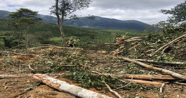 Khởi tố vụ phá rừng bằng máy múc ở Lâm Đồng
