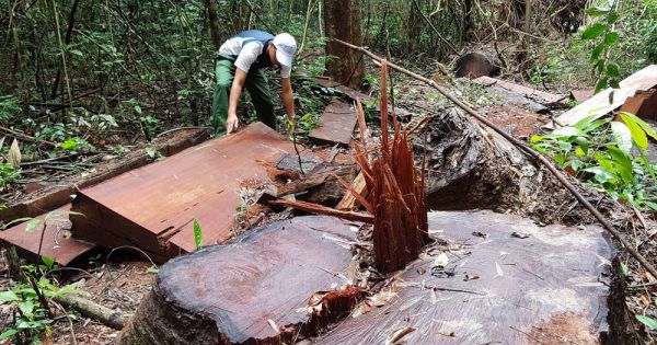 Đồng Nai: Khu bảo tồn Thiên nhiên văn hóa đốn hạ 56 cây gỗ rừng