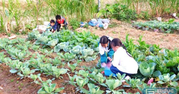 Thầy Hiệu trưởng làm vườn rau, nuôi lợn để cải thiện bữa ăn cho học trò