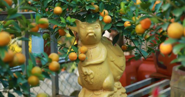 Độc đáo “chuột cõng quất bonsai”giá cả triệu mỗi cây, hút khách dịp Tết Canh Tý