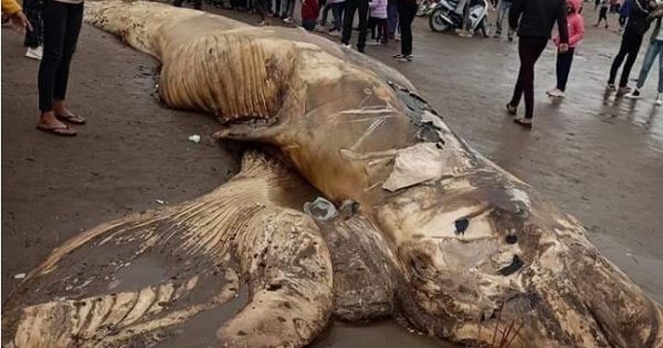 Xác cá voi nặng hơn 10 tấn dạt vào bờ biển Cồn Nổi, Ninh Bình