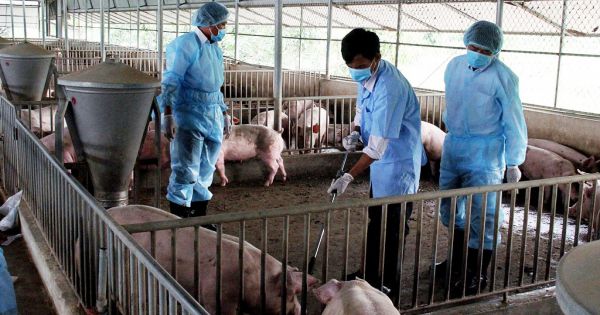 Sơn La hỗ trợ gần 40 tỷ đồng phòng chống dịch tả lợn châu Phi