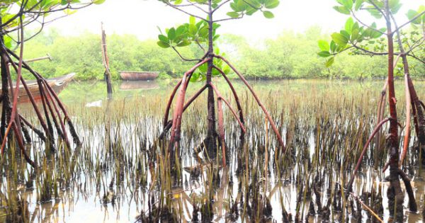Khám phá rừng ngập mặn nguyên sinh Tam Giang, báu vật của Núi Thành