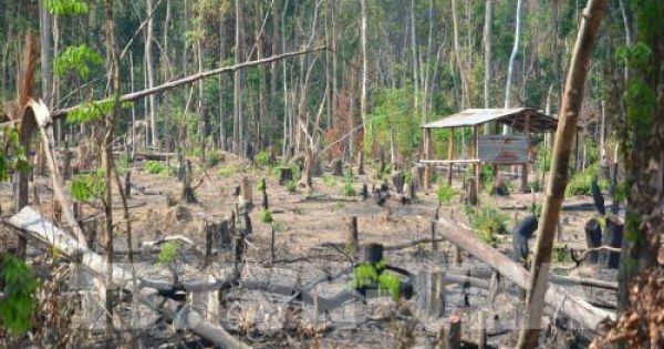 Gia Lai: Kiểm điểm trách nhiệm các tập thể, cá nhân để mất hàng nghìn ha rừng