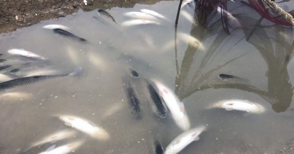 Cá lồng trên sông Chu chết bất thường