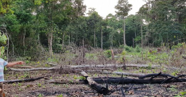 Chính phủ chỉ đạo xử lý nghiêm các trường hợp lấn chiếm, phá rừng ở Phú Quốc