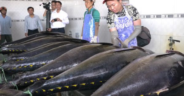 Đức tăng nhập khẩu cá ngừ từ Việt Nam do nhu cầu cao mùa dịch