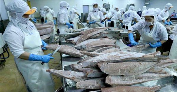 Việt Nam xuất khẩu cá ngừ sang Đức tăng mạnh