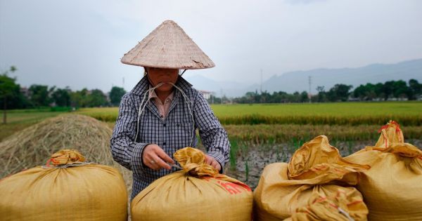 Bộ Công Thương giữ nguyên đề xuất xuất khẩu 400.000 tấn gạo tháng 4