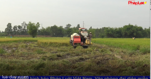 Quảng Nam: Nhiều khó khăn trong vụ lúa Đông Xuân tại xã Duy Trung