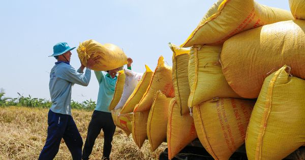 Thủ tướng đồng ý xuất khẩu gạo bình thường trở lại từ 1/5