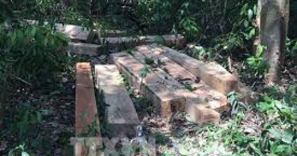 Bộ Nông nghiệp báo cáo Thủ tướng về việc ngăn chặn, xử lý phá rừng tại Kon Tum