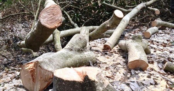 Hàng ngàn ha vườn cây đặc sản ở ĐBSCL bị thiệt hại do hạn mặn