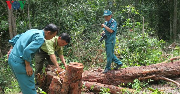 Bình Thuận: 'Bơm' thuốc độc vào Rừng Tà Cú để chiếm đất trồng thanh long