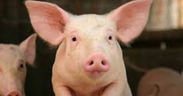 Hơn 54% mẫu thịt lợn, gà tại Hà Nội, Hà Nam nhiễm vi sinh vật