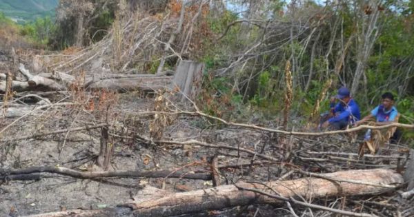 Kiểm tra thông tin , xử lý việc phá rừng tại tỉnh Phú Yên
