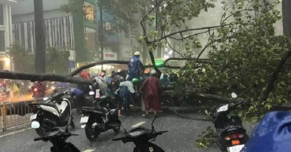 Nạn nhân bị cây ngã đè ở đường Nguyễn Tri Phương quận 10 đã tử vong