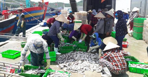 Ứ đọng hàng nghìn tấn hải sản trong kho đông lạnh do không xuất khẩu được tại Nghệ An