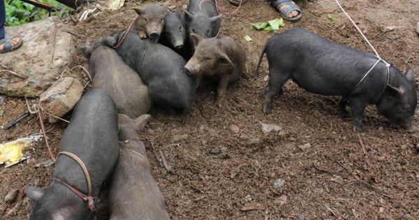 28 tỉnh thành có bệnh dịch tả lợn châu phi