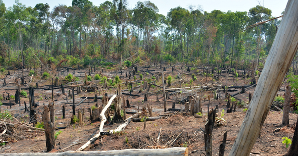Gia Lai xin chủ trương chuyển đổi hơn 4.700 ha rừng