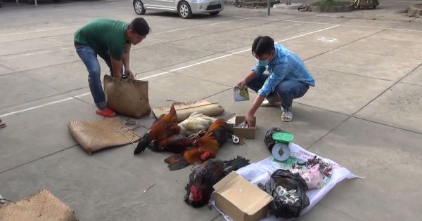 Kiên Giang: Bắt quả tang tụ điểm đá gà ăn tiền, tạm giữ gần 300 triệu đồng