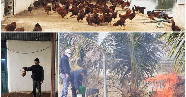 Quảng Ninh: Tiêu hủy 1.000 con gà nhiễm cúm gia cầm H5N6