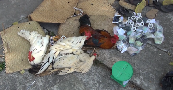 Kiên Giang: Bắt quả tang 18 đối tượng đá gà ăn tiền tạm giữ gần 200 triệu đồng