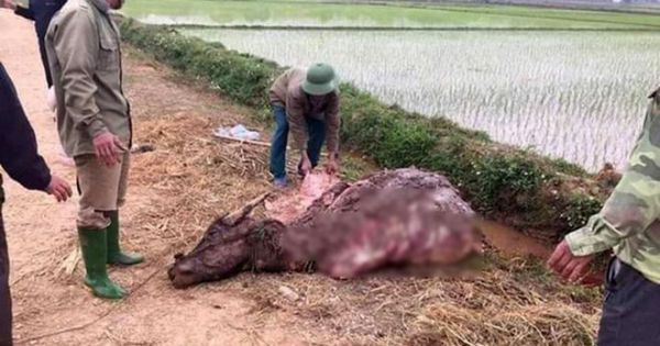 Khởi tố nhóm trộm trâu mang ra đồng xẻ thịt ở Phú Thọ