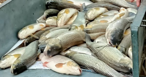 Cá lại chết bất thường trên sông Mã đoạn qua huyện Cẩm Thuỷ, tỉnh Thanh Hoá