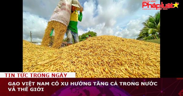 Gạo Việt Nam có xu hướng tăng cả trong nước và thế giới
