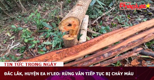 Đắc Lắk, huyện Ea H’leo: Rừng vẫn tiếp tục bị chảy máu