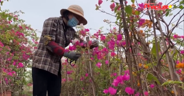 Đông Hưng, Thái Bình: Làng hoa cây cảnh đẩy mạnh phát triển kinh tế và đảm bảo phòng dịch dịp Tết Nguyên đán Nhâm Dần