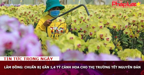Lâm Đồng: Chuẩn bị gần 1,4 tỷ cành hoa cho thị trường Tết Nguyên Đán