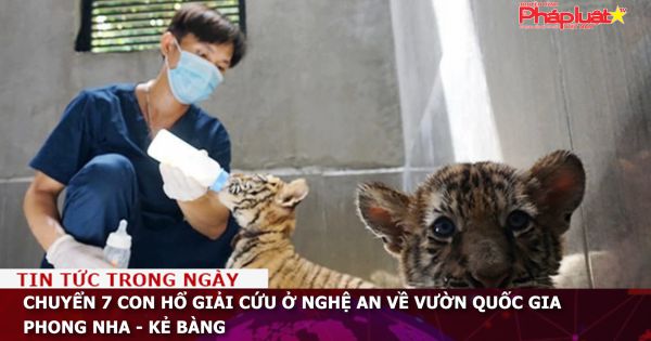 Chuyển 7 con hổ giải cứu ở Nghệ An về Vườn quốc gia Phong Nha - Kẻ Bàng