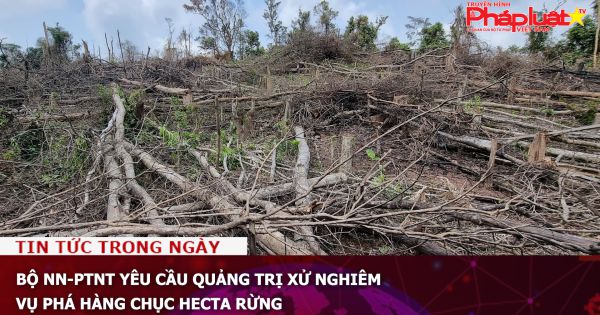 Bộ NN-PTNT yêu cầu Quảng Trị xử nghiêm vụ phá hàng chục hecta rừng