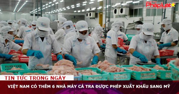 Việt Nam có thêm 6 nhà máy cá tra được phép xuất khẩu sang Mỹ