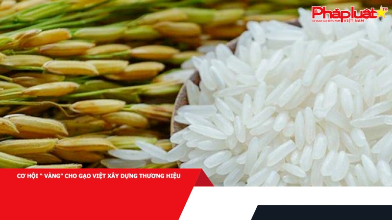 Cơ hội “ vàng” cho gạo Việt xây dựng thương hiệu